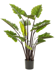Colocasia Tuft (14 lvs.) 130