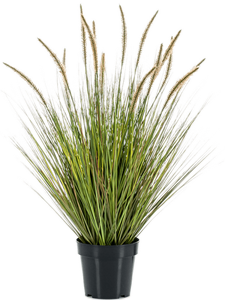 Grass Pennisetum Tuft