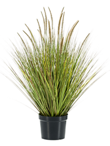 Grass Pennisetum Tuft