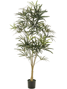 Plerandra elegantissima Branched