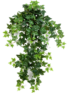 Ivy Hanging Bush (12x)