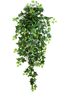 Ivy Hanging Bush (15x)