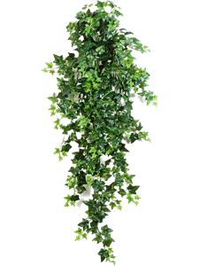 Ivy Hanging Bush (18x)