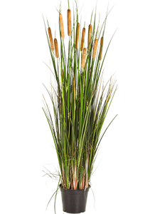 Grass Cattail Bush