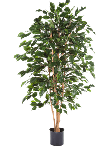 {{photo.Alt || photo.Description || 'Ficus exotica Branched'}}