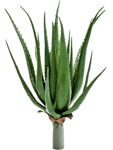 Aloe plant Tuft (23 lvs.)