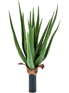 Aloe plant Tuft (16 lvs.)