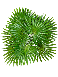 Palm Bush (10 lvs.)