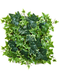 Ivy Mat Variegated