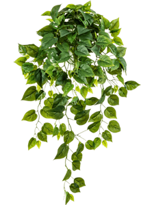 Philodendron Hanging Bush (232 lvs.)