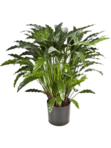 Calathea Tuft Typ 2