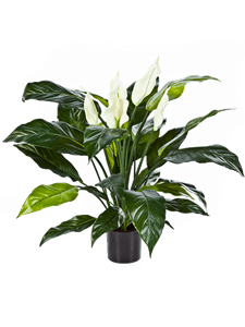 Spathiphyllum Bush
