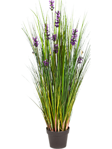 {{photo.Alt || photo.Description || 'Grass Lavender Bush'}}