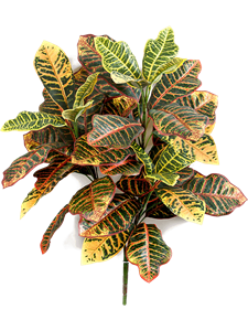 Croton Bush Typ 2
