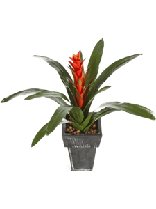 Guzmania continental Tuft