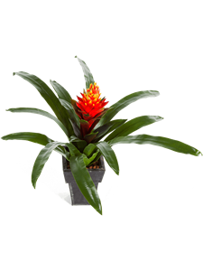 Guzmania conifera Tuft