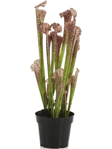 Sarracenia Tuft