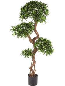 {{photo.Alt || photo.Description || 'Podocarpus Branched'}}