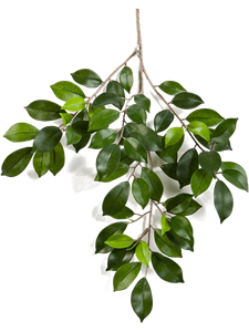 Ficus folia Branch