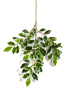 Ficus folia Var. Branch