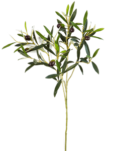 Olive Branch