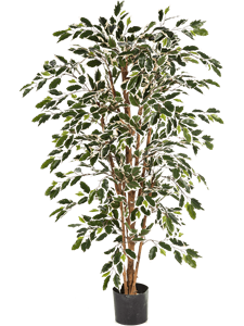 Ficus nitida Var. Branched