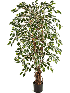 Ficus liana Var. Branched