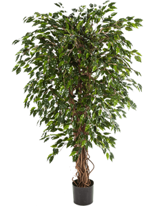 Ficus hawaiian liana Branched