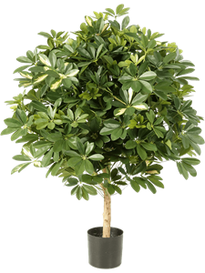 Schefflera Var. Ball on stem Typ 2