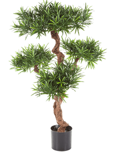 Podocarpus mountain Branched