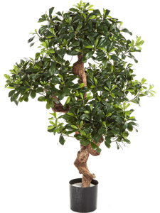 Pittosporum mountain Branched