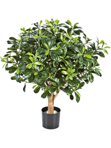 Pittosporum Ball