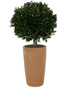 Laurus nobilis Ball on stem Typ 2