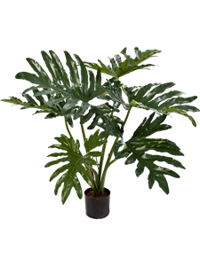 Philodendron Bush (6 lvs.)