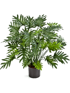 Philodendron Bush (50 lvs.)