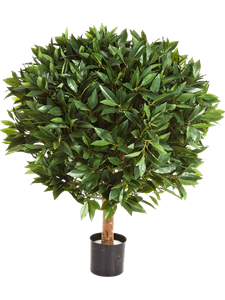 Laurus nobilis Ball on stem Typ 3