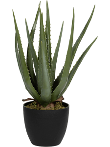 Aloe Tuft