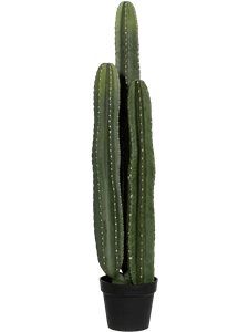 {{productViewItem.photos[photoViewList.activeNavIndex].Alt || productViewItem.photos[photoViewList.activeNavIndex].Description || 'Cactus San Pedro Tuft'}}