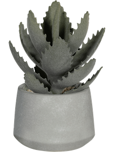 {{productViewItem.photos[photoViewList.activeNavIndex].Alt || productViewItem.photos[photoViewList.activeNavIndex].Description || 'Echeveria In Cement Pot'}}