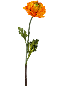 Ranunculus