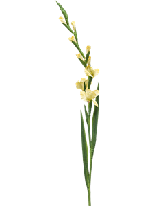 Gladiolus