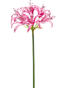 Nerine