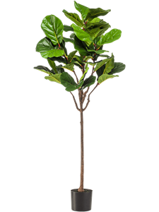 {{photo.Alt || photo.Description || 'Ficus lyrata Branched'}}