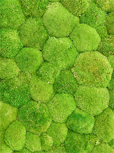 Ball moss (bulk = ca. 0,7 m2)