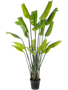 Strelitzia traveller Tuft