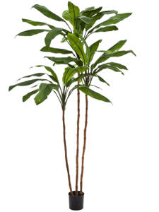 Cordyline fruticosa Branched Typ 2