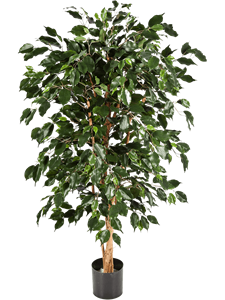 Ficus nitida exotica Branched