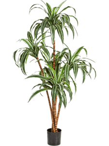 Dracaena Branched Typ 2