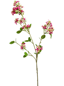 Verbena Fuchsia
