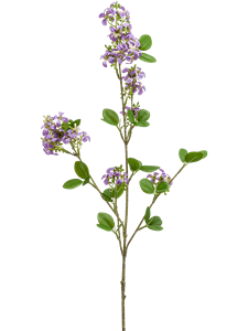 Verbena Lavender